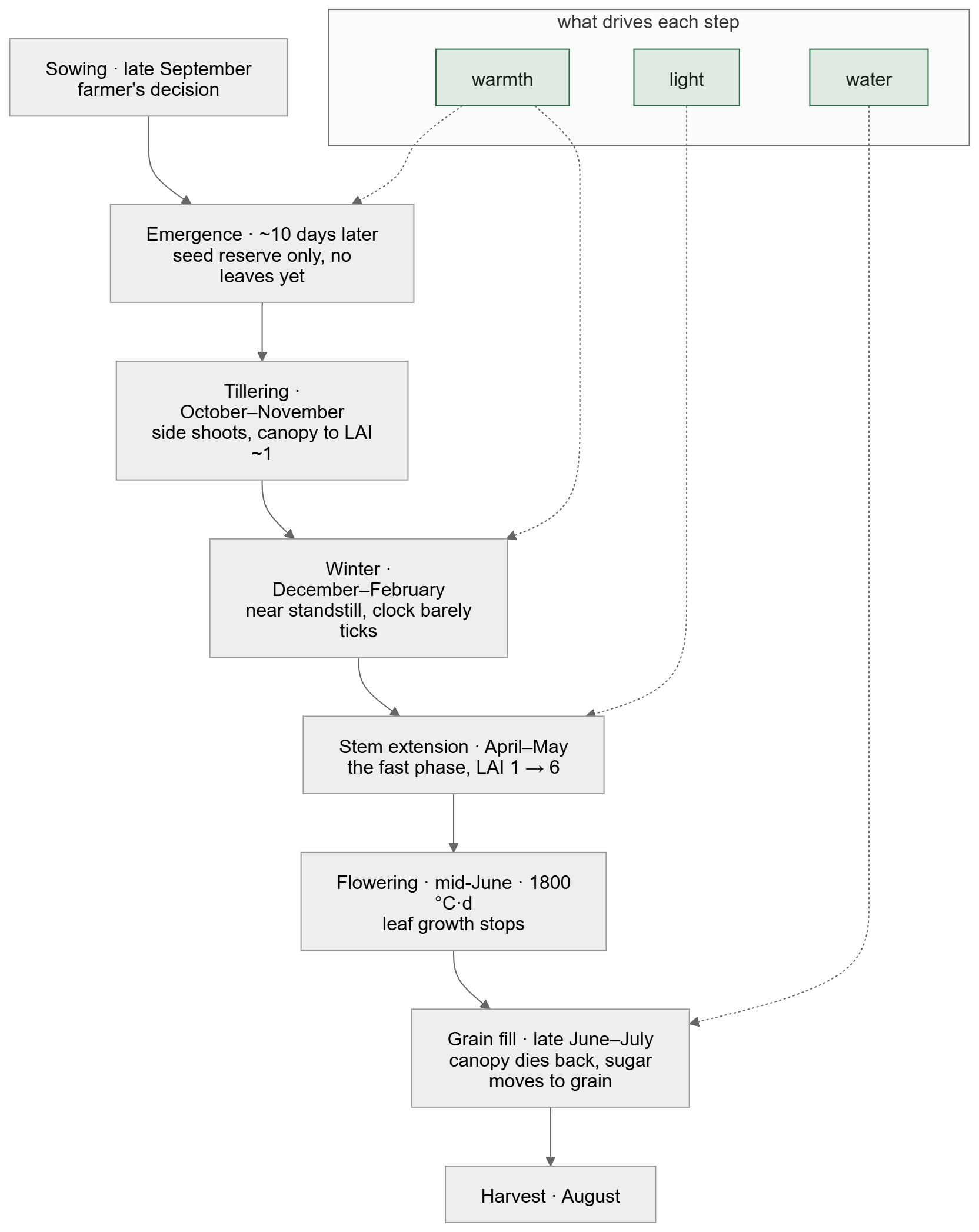 The crop year as a flowchart: eight stages and the three drivers