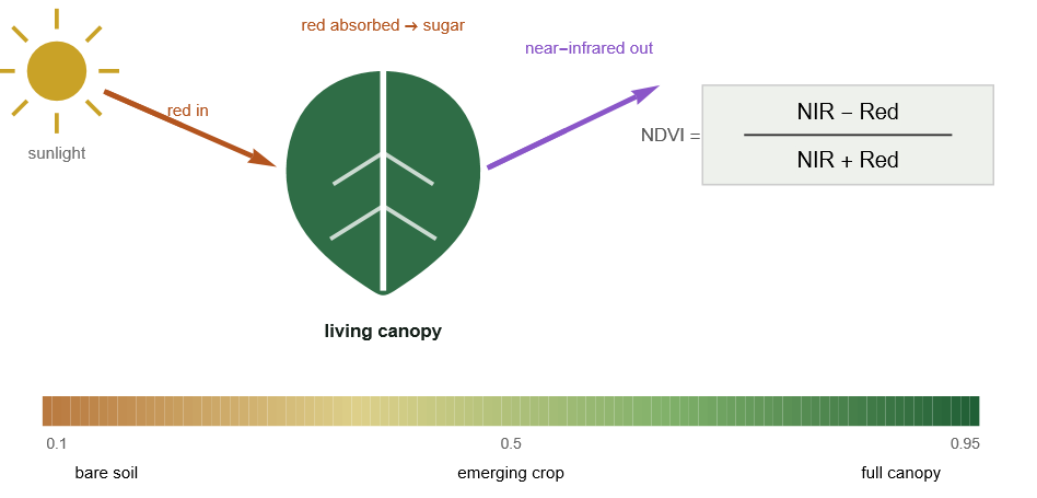 How NDVI is computed from red and near-infrared reflectance